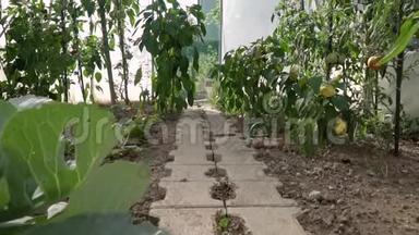 全高清吊车拍摄的温室番茄灌木丛与绿色和红色西红柿在其中。 生态农业园